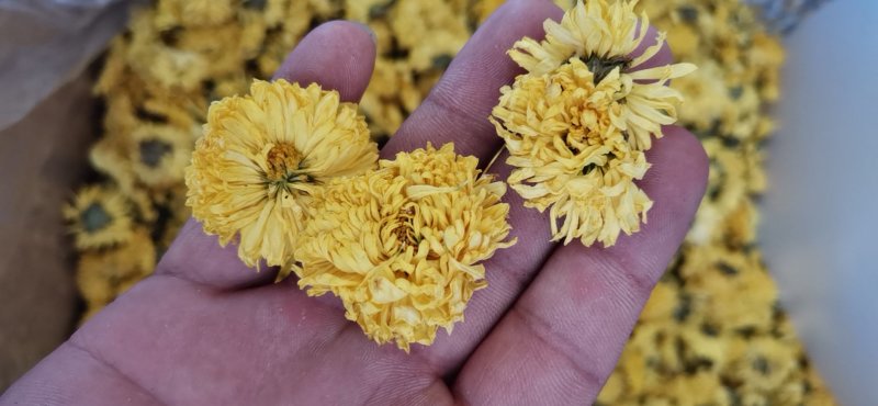 皇菊花茶大量批发零售