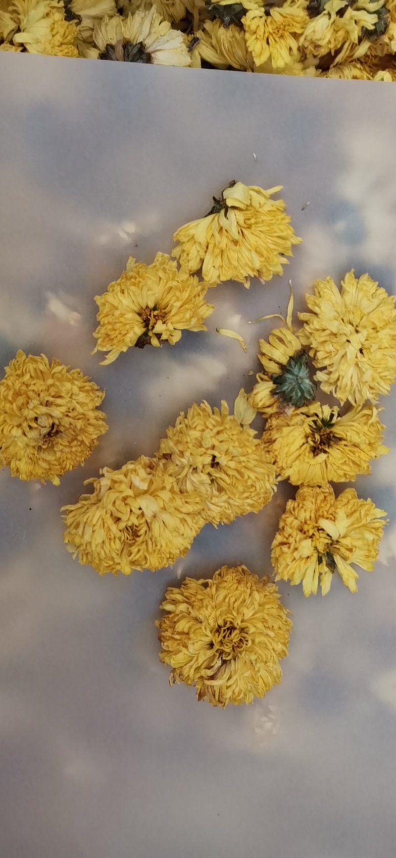 皇菊花茶大量批发零售