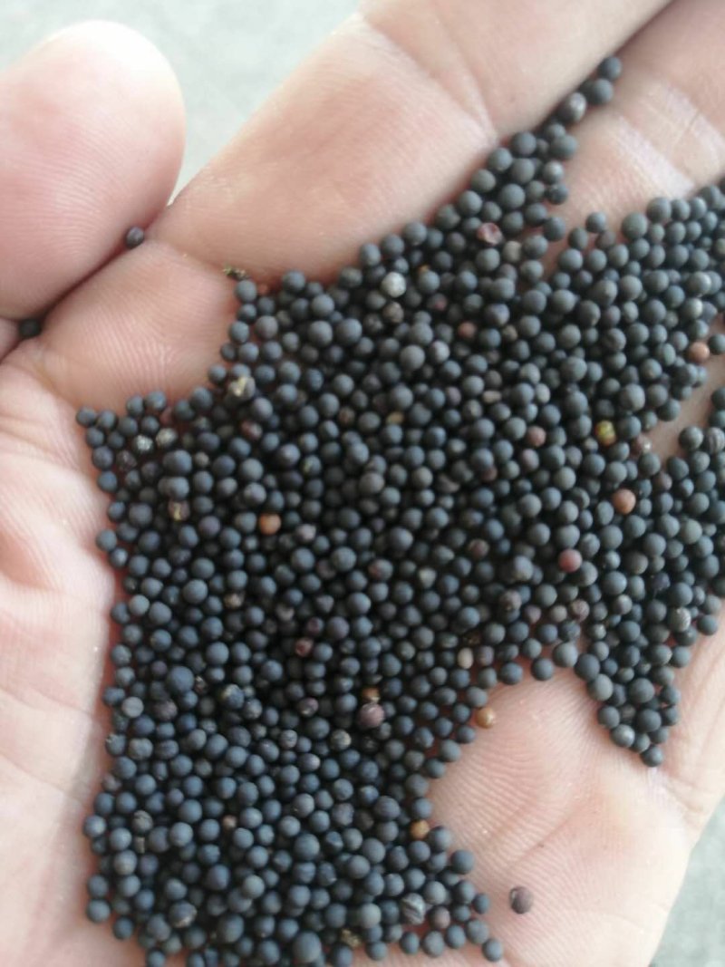 油菜籽湖北襄阳产地直销籽粒饱满油色金黄油香味浓