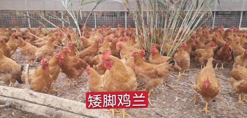 黄母鸡，黑毛土鸡，鸡兰，阉鸡，生鸡