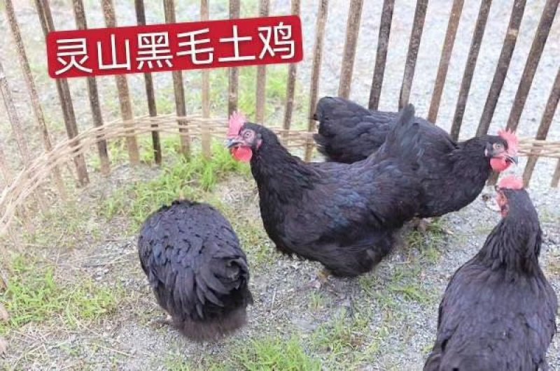 黄母鸡，黑毛土鸡，鸡兰，阉鸡，生鸡