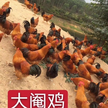黄母鸡，黑毛土鸡，鸡兰，阉鸡，生鸡