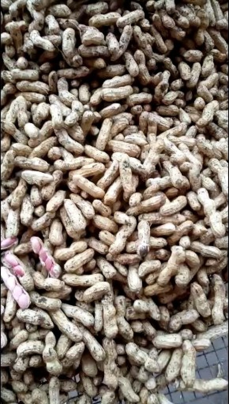 红米四粒红鲜花生大量上市过筛手选老度达标颗粒饱满