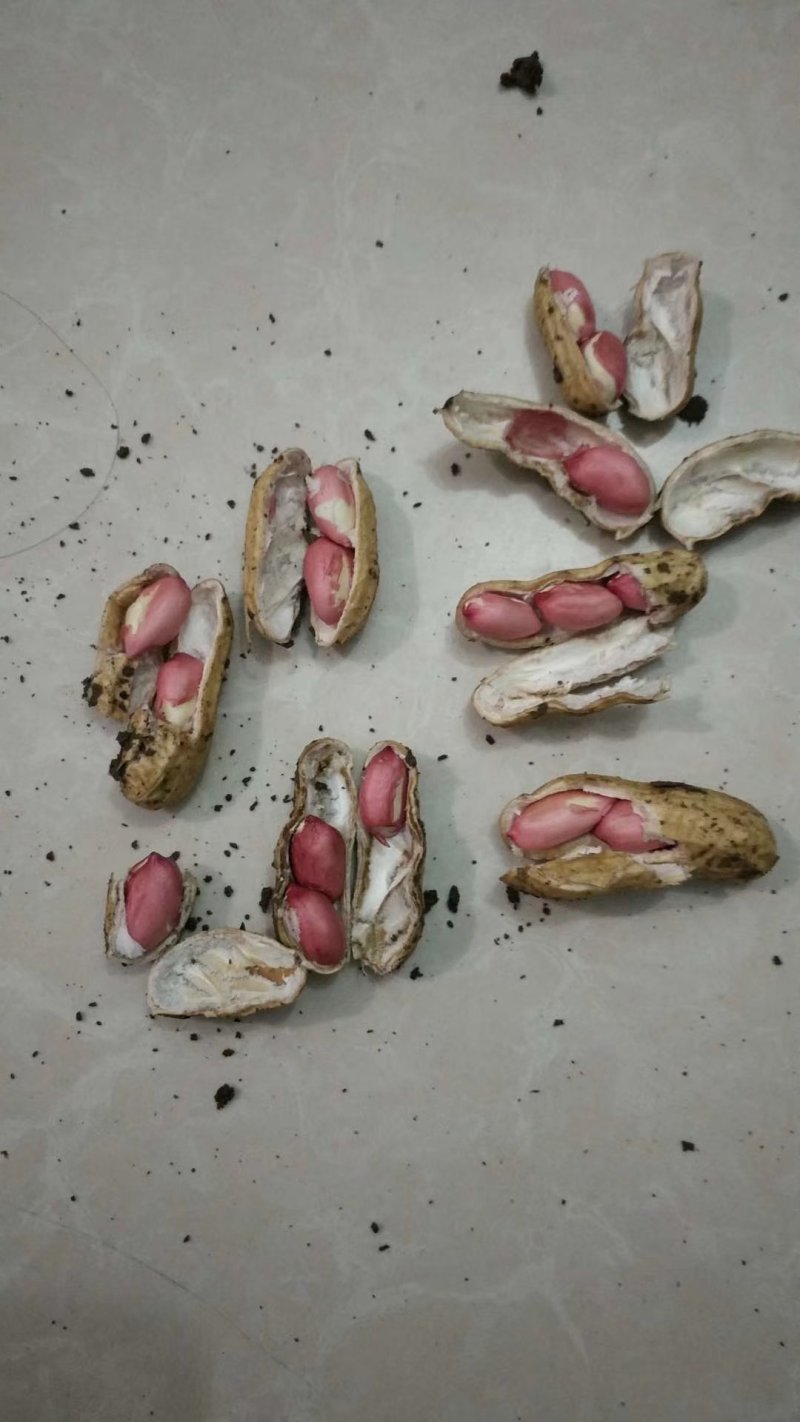 红米四粒红鲜花生大量上市过筛手选老度达标颗粒饱满