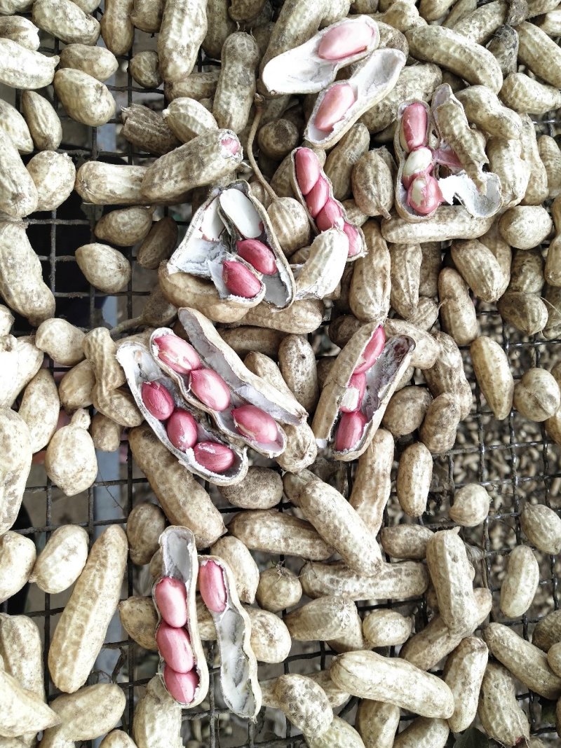 红米四粒红鲜花生大量上市过筛手选老度达标颗粒饱满