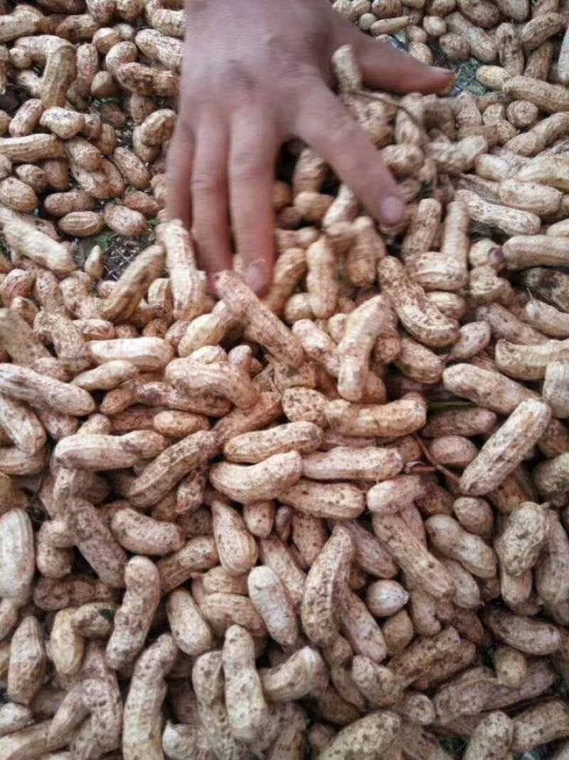 红米四粒红鲜花生大量上市过筛手选老度达标颗粒饱满