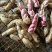 红米四粒红鲜花生大量上市过筛手选老度达标颗粒饱满