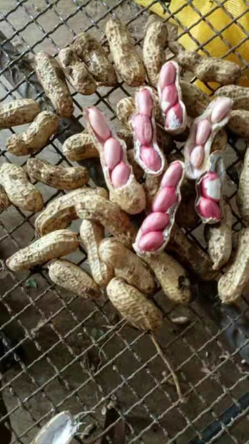 红米四粒红鲜花生大量上市过筛手选老度达标颗粒饱满