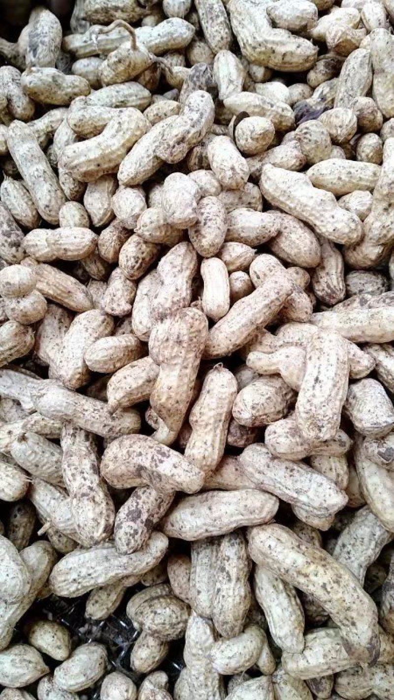 红米四粒红鲜花生大量上市过筛手选老度达标颗粒饱满