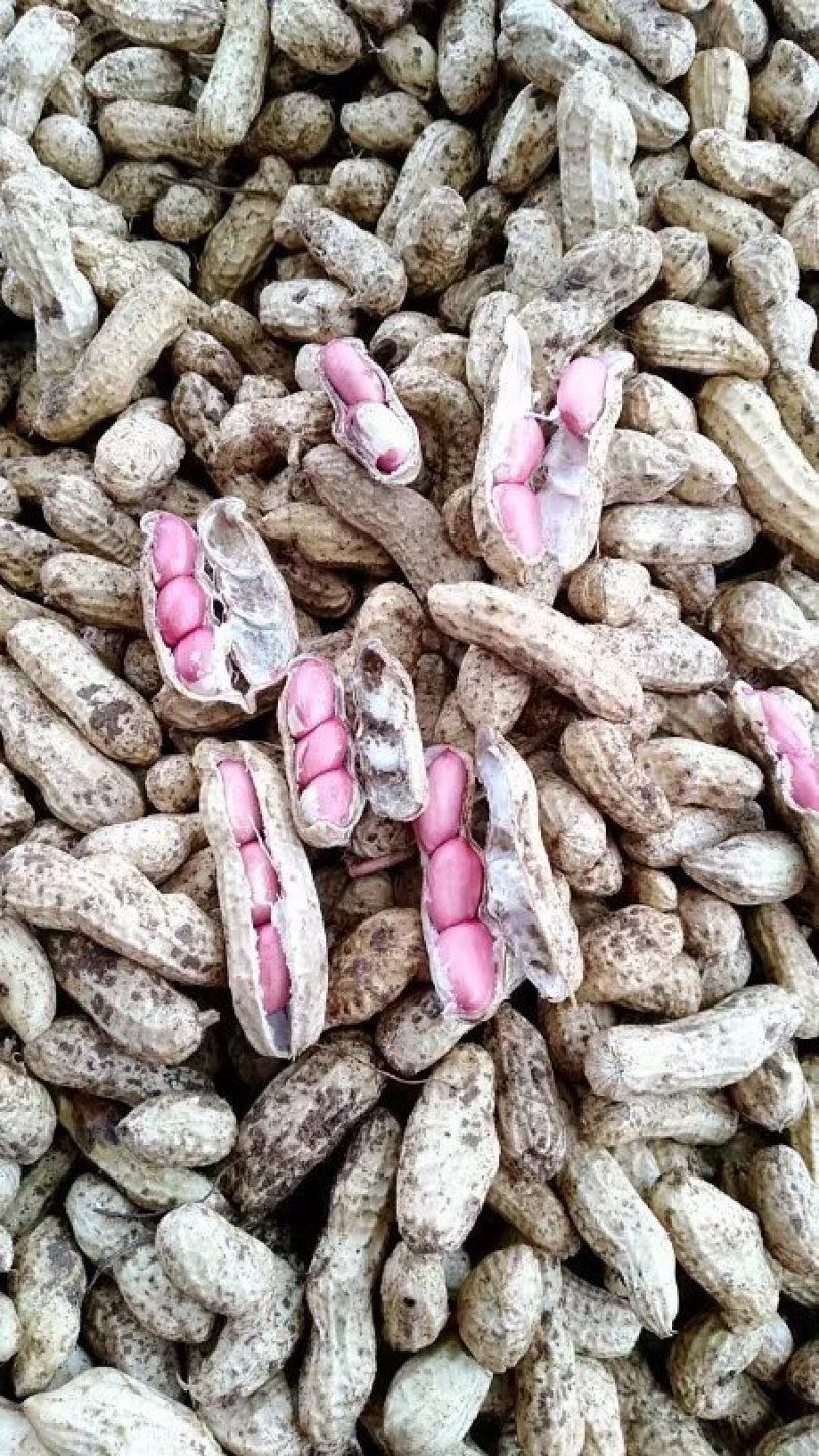 红米四粒红鲜花生大量上市过筛手选老度达标颗粒饱满