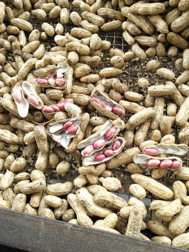 红米四粒红鲜花生大量上市过筛手选老度达标颗粒饱满