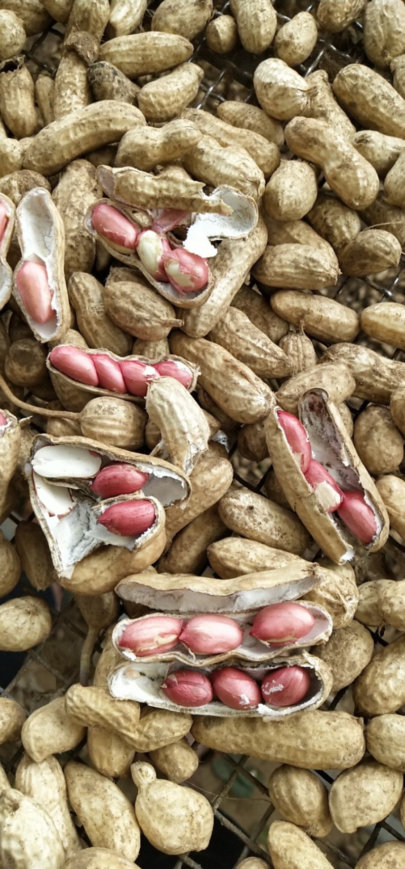 红米四粒红鲜花生大量上市过筛手选老度达标颗粒饱满