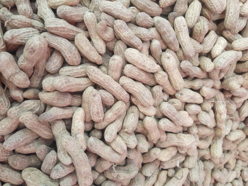 红米四粒红鲜花生大量上市过筛手选老度达标颗粒饱满