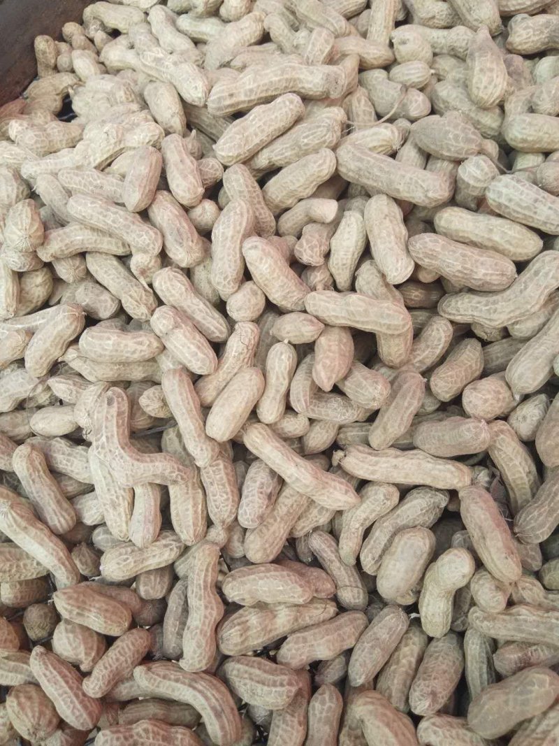 红米四粒红鲜花生大量上市过筛手选老度达标颗粒饱满