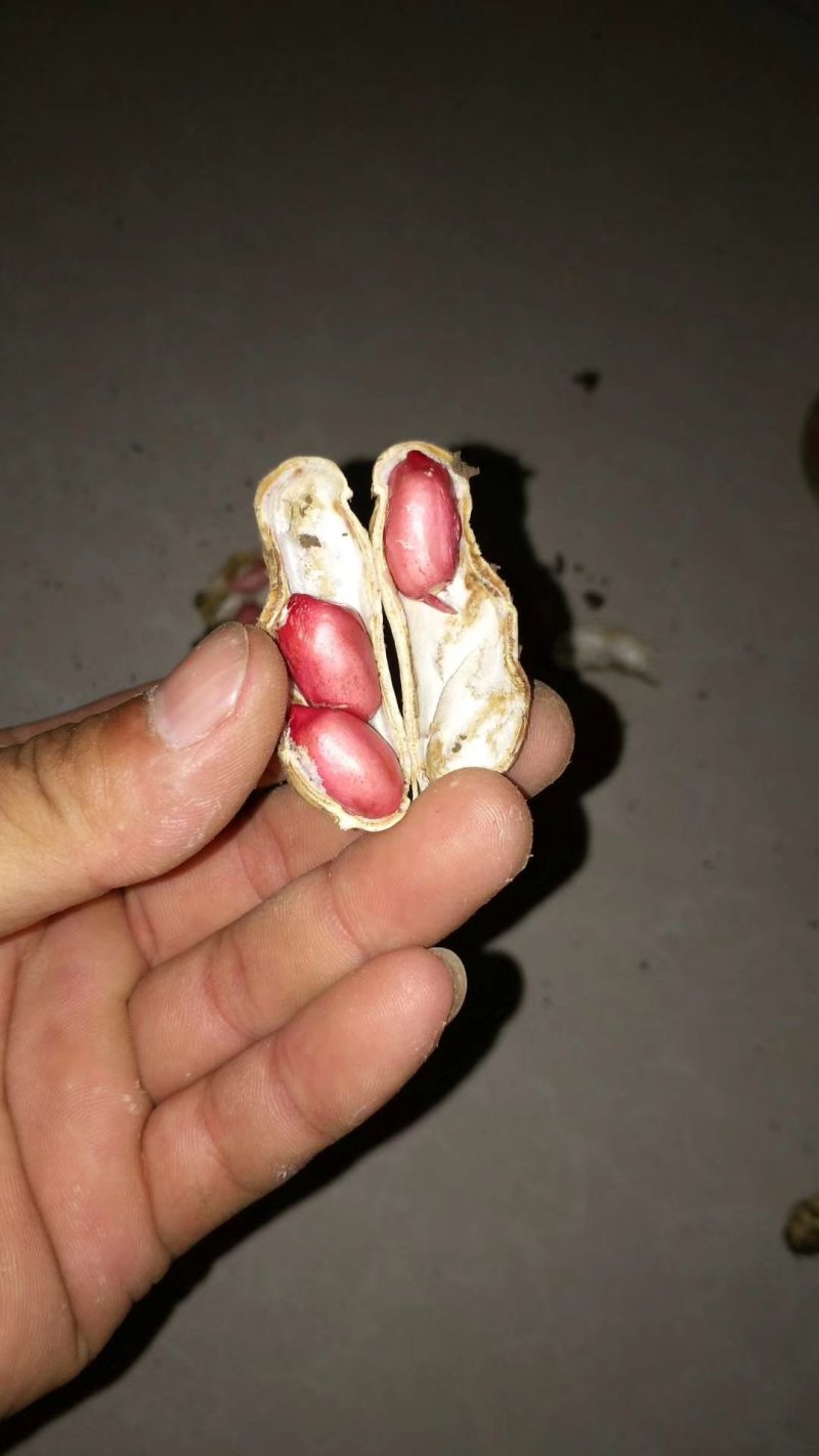 四粒红红米花生鲜货带壳
