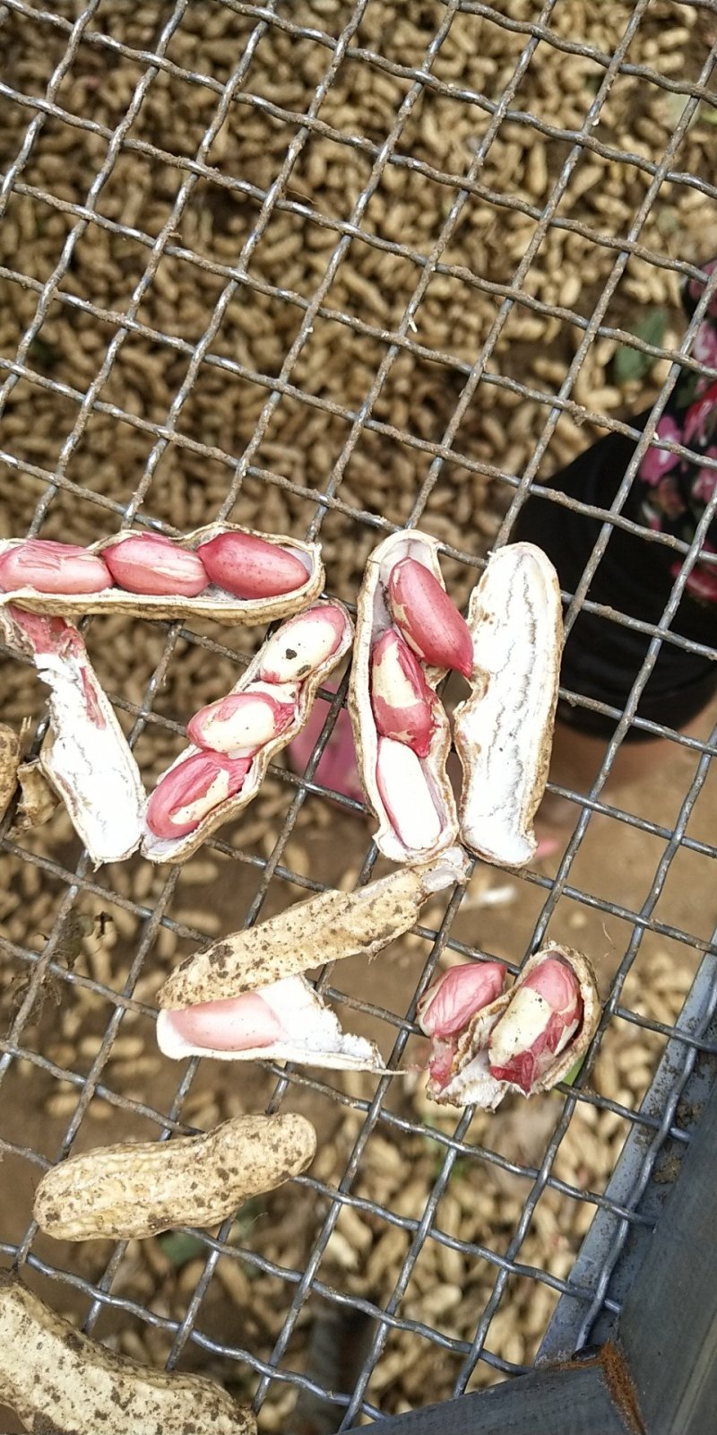 四粒红红米花生鲜货带壳