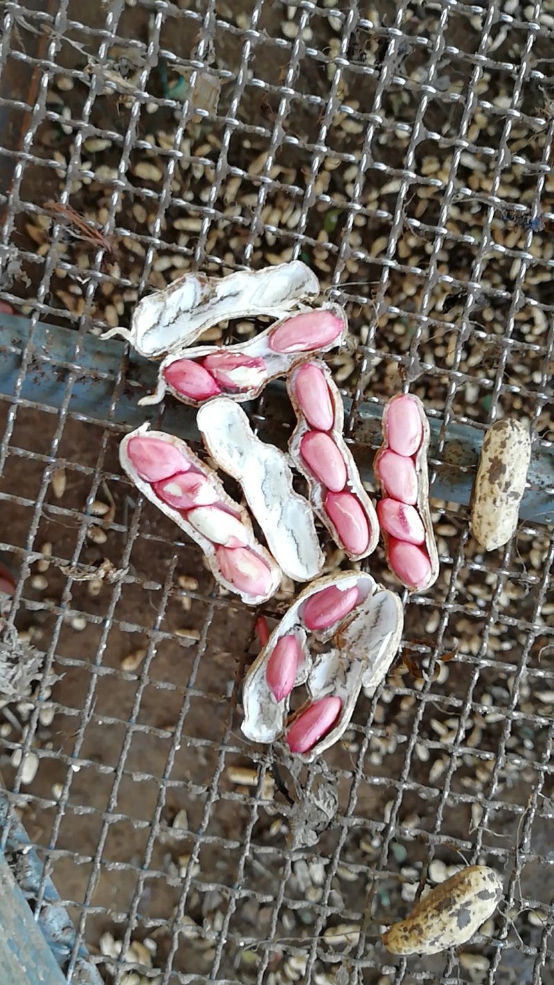 四粒红红米花生鲜货带壳