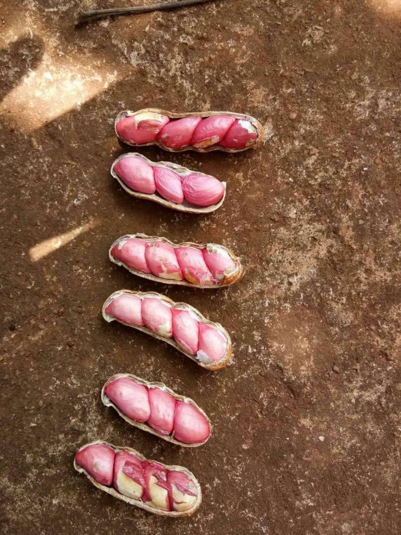 四粒红红米花生鲜货带壳