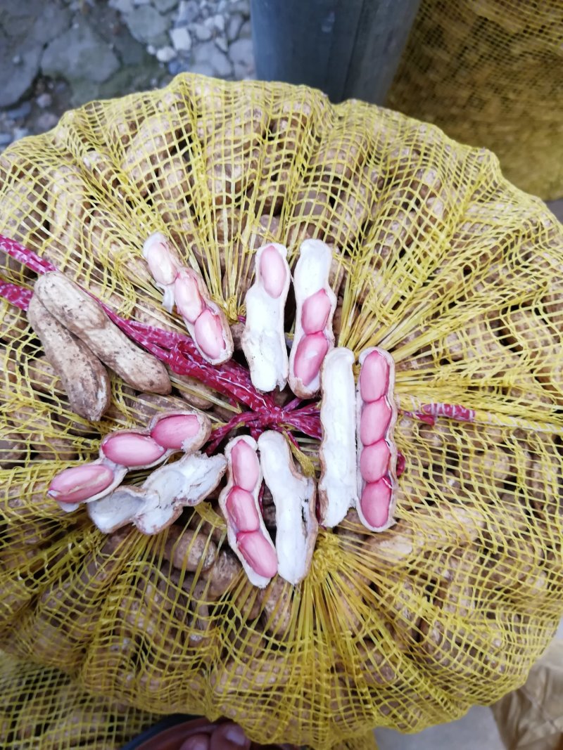 四粒红红米花生鲜货带壳