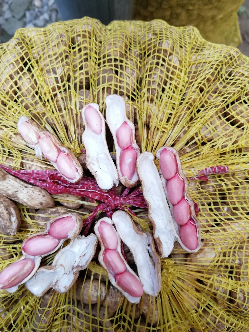 四粒红红米花生鲜货带壳