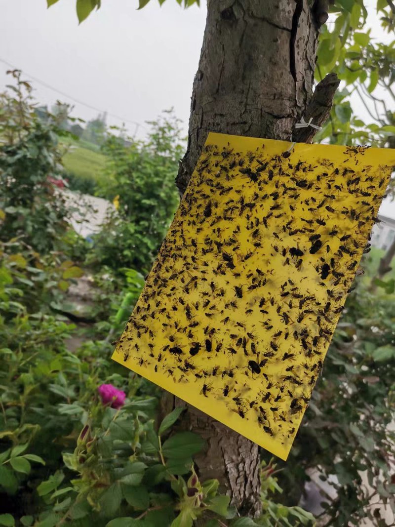 双面防水粘虫板黄板诱虫板灭虫板篮板果园大棚粘板诱虫板包邮