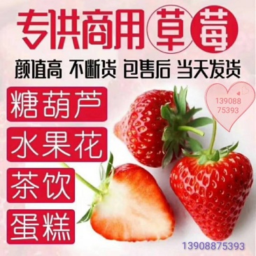 蒙特瑞四季草莓，烘培草莓，商用草莓水果花