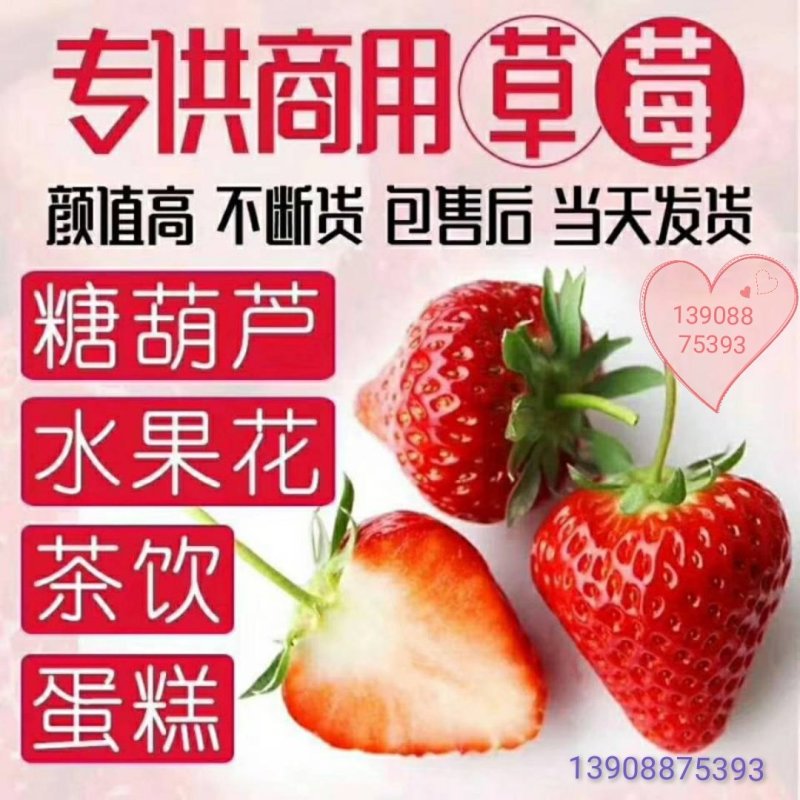 蒙特瑞四季草莓，烘培草莓，商用草莓水果花