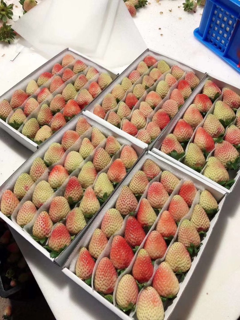 蒙特瑞四季草莓，烘培草莓，商用草莓水果花
