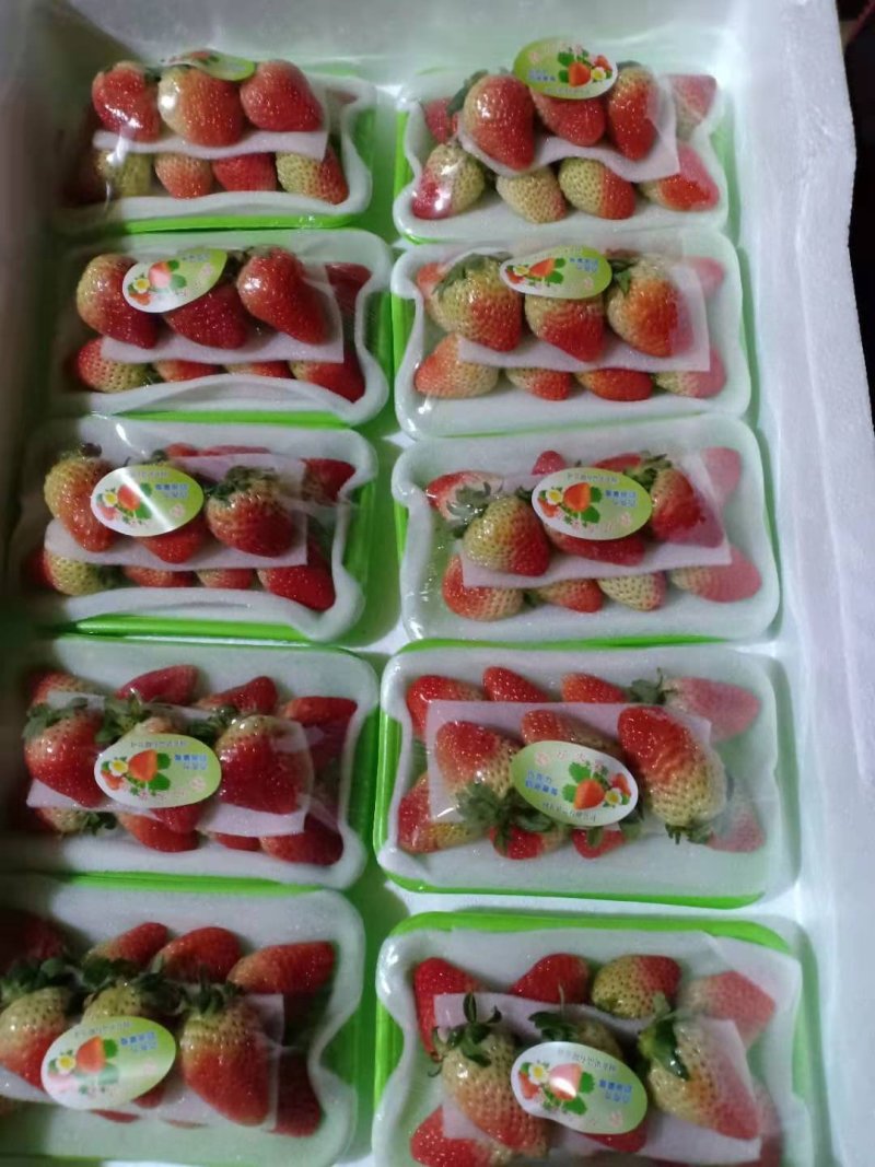 蒙特瑞四季草莓，烘培草莓，商用草莓水果花