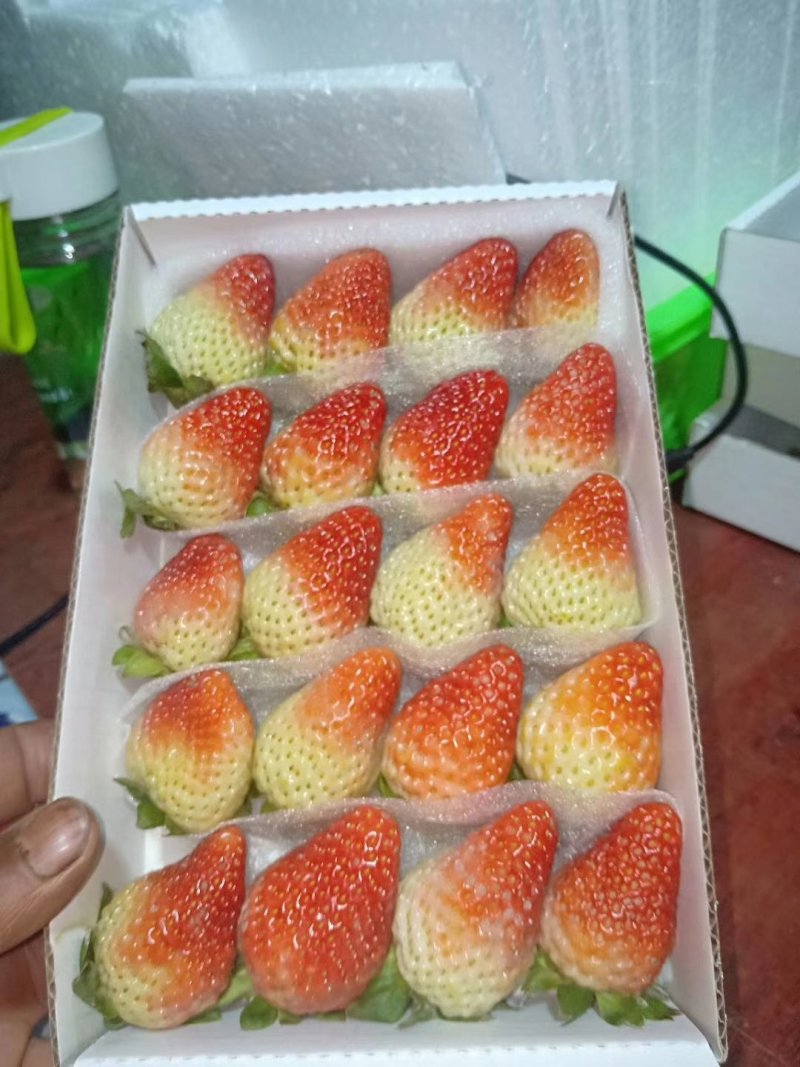 蒙特瑞四季草莓，烘培草莓，商用草莓水果花
