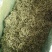 金银花绿版金银花2025年新金银花