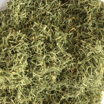 金银花绿版金银花2025年新金银花