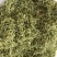 金银花绿版金银花2025年新金银花