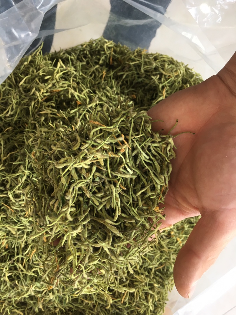 金银花绿版金银花2025年新金银花