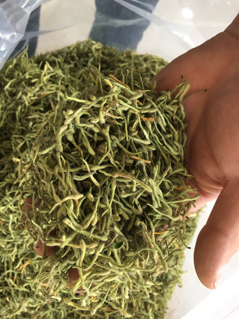 金银花绿版金银花2025年新金银花