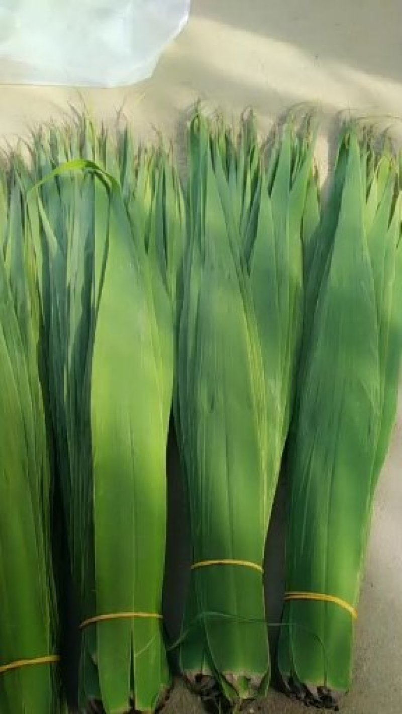 潮河湾粽叶