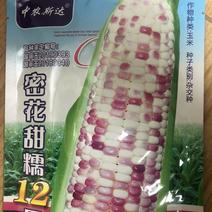 大穗彩甜糯玉米种子国审品种质量保证932，万糯2000