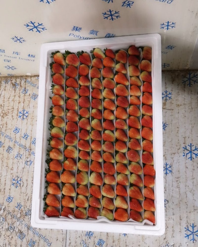 蒙特瑞四季草莓，烘培草莓，商用草莓水果花
