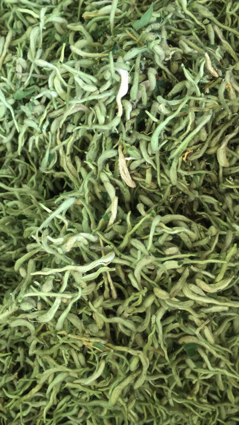 金银花绿版金银花2025年新金银花