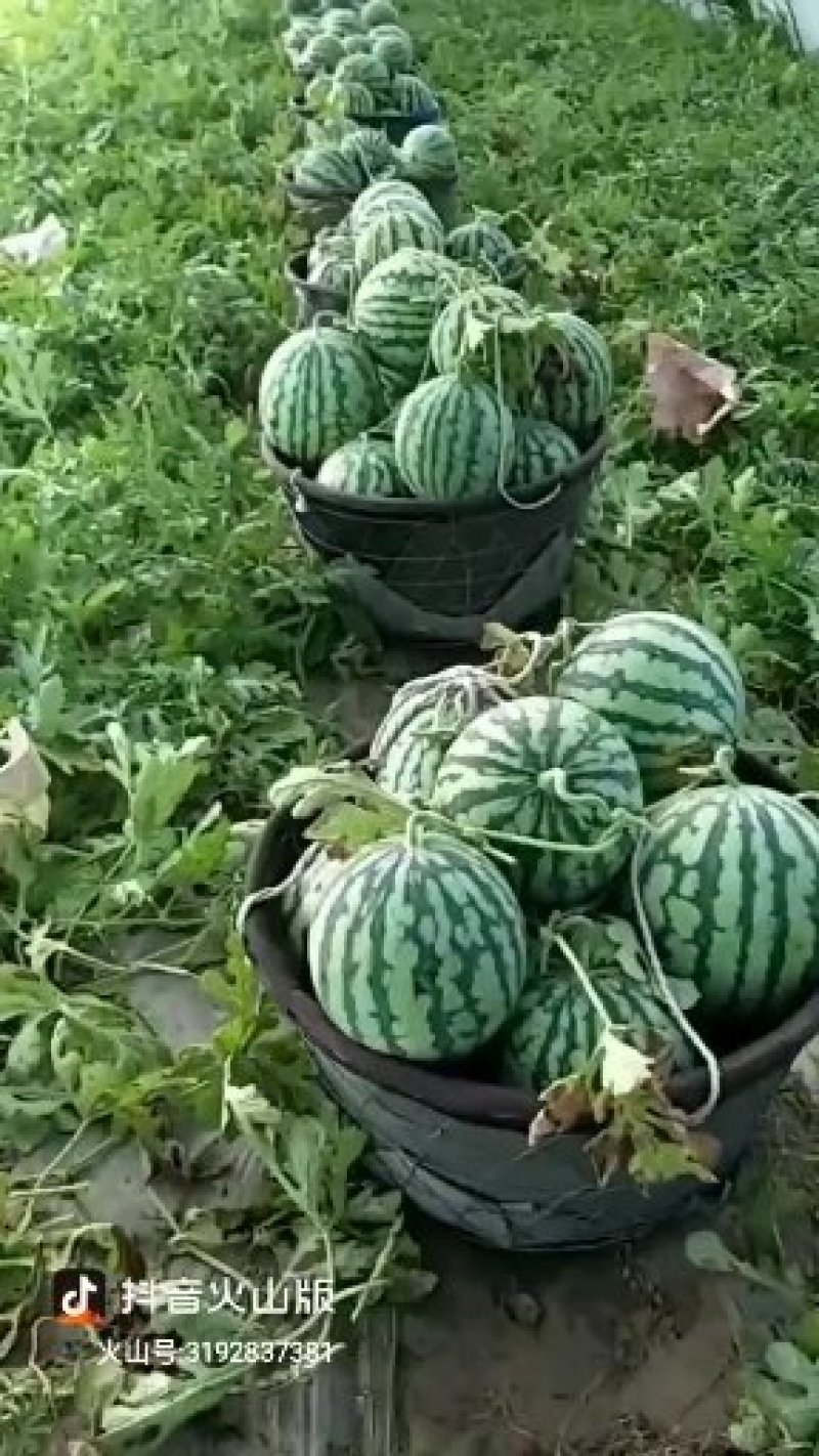 精品美都无籽西瓜直根苗
