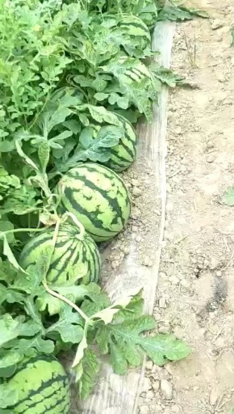精品美都无籽西瓜直根苗