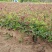 蔷薇苗蔷薇小苗红花蔷薇红花蔷薇苗爬墙梅