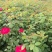 蔷薇苗蔷薇小苗红花蔷薇红花蔷薇苗爬墙梅