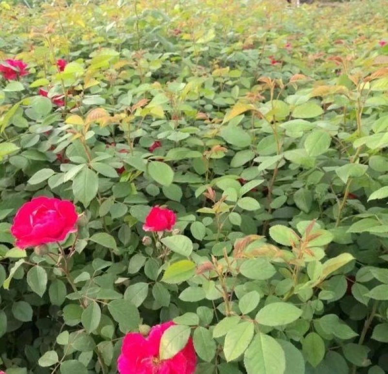 蔷薇苗蔷薇小苗红花蔷薇红花蔷薇苗爬墙梅