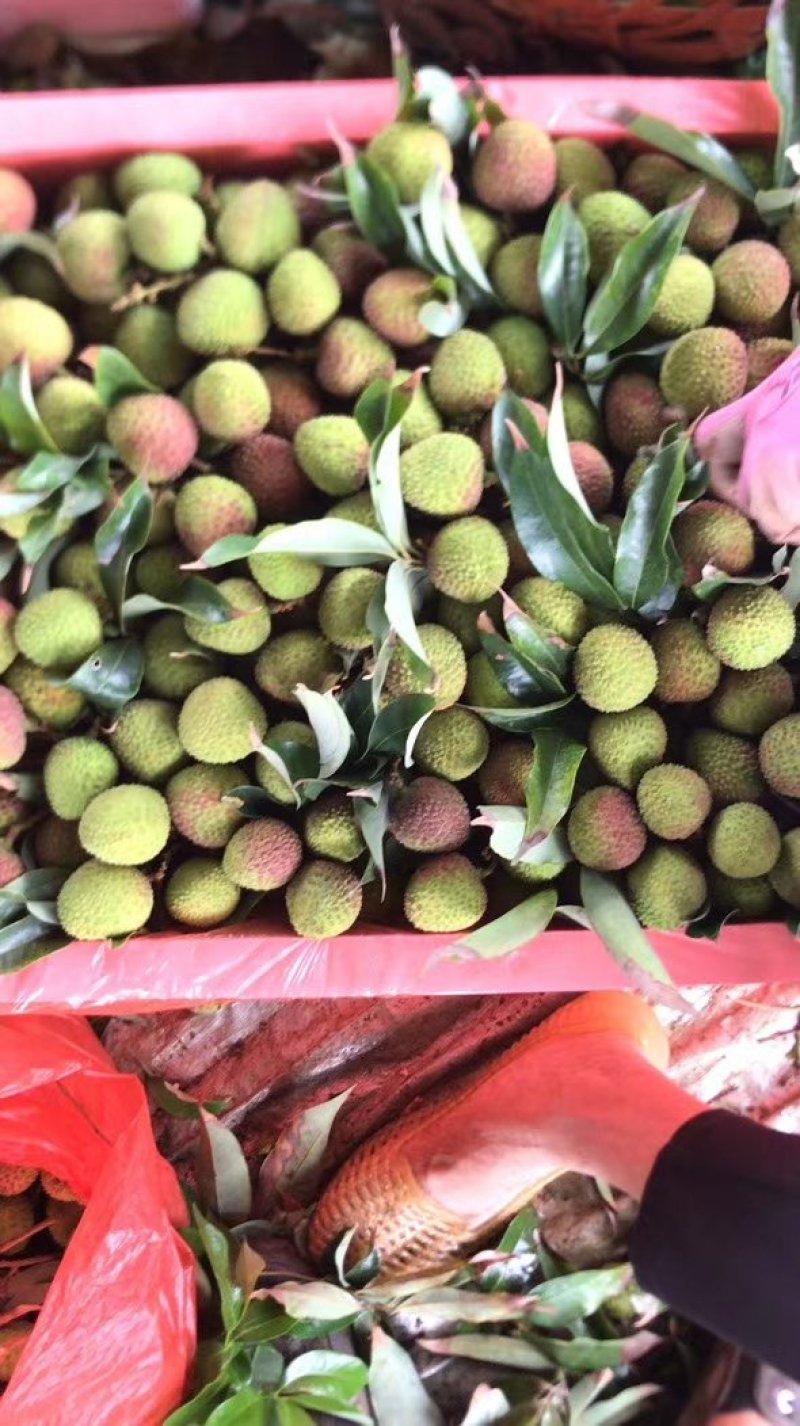 妃子笑荔枝