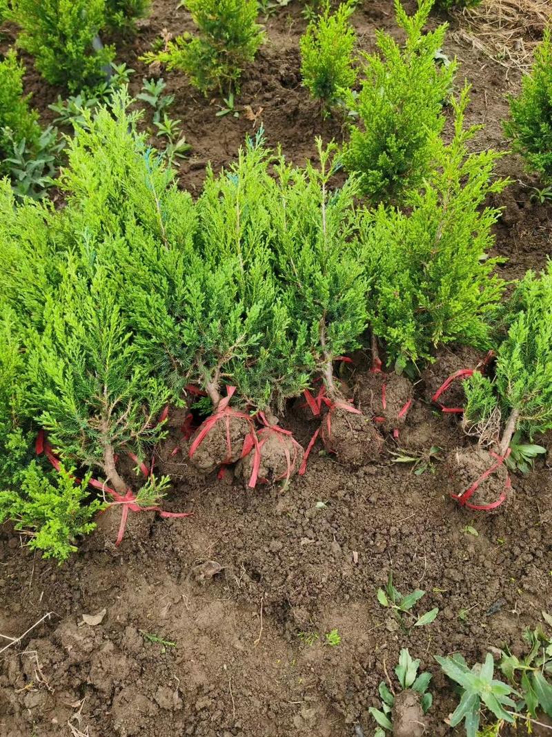 江苏沭阳蜀桧大小规格其全千亩种植基地直发可视频看货