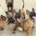 纯种马犬幼犬看家护院犬工作犬活体宠物狗狗警犬科目黑红马犬