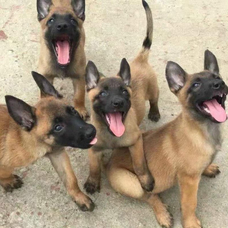 纯种马犬幼犬看家护院犬工作犬活体宠物狗狗警犬科目黑红马犬