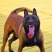 纯种马犬幼犬看家护院犬工作犬活体宠物狗狗警犬科目黑红马犬