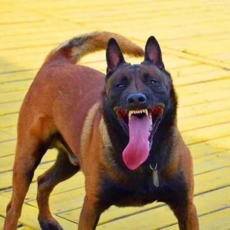 纯种马犬幼犬看家护院犬工作犬活体宠物狗狗警犬科目黑红马犬